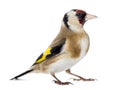 European Goldfinch, carduelis carduelis, standing, isolated Royalty Free Stock Photo