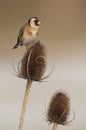 European Goldfinch (Carduelis carduelis) on winter teasel Royalty Free Stock Photo