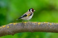 European Goldfinch, Carduelis carduelis, sitting on branch. Male of colorful songbird in park Royalty Free Stock Photo