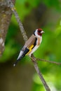 European Goldfinch, Carduelis carduelis, sitting on branch. Male of colorful songbird in park Royalty Free Stock Photo