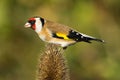 European Goldfinch close-up Royalty Free Stock Photo