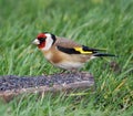 European Goldfinch Eating Nyjer Seed