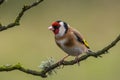 European Goldfinch perched on a branch