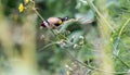 European Goldfinch Perched On Flower Stem C Royalty Free Stock Photo