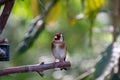 European Goldfinch perching on the branch.