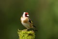 European goldfinch perching on a mossy branch