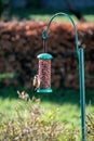 European Goldfinch Or Simply The Goldfinch Carduelis Carduelis On A Bird Feeder With Nyjer Seeds