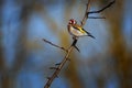 The European goldfinch or simply the goldfinch - Carduelis carduelis - is a small passerine bird in the finch family