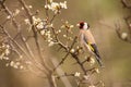 European goldfinch sitting on blossoming tree in spring Royalty Free Stock Photo