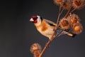 European goldfinch sitting on dry thistle in autumn Royalty Free Stock Photo