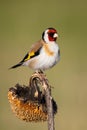 European goldfinch sitting on sunflower in autumn. Royalty Free Stock Photo