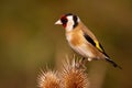 European goldfinch sitting on thistle in autumn nature Royalty Free Stock Photo