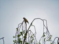 European goldfinch sitting and tweeting from birch