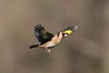 European Goldfinch bird Carduelis carduelis