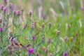 European goldfinch on a thistle with blurred background