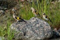 European goldfinch on the west coast in Sweden Royalty Free Stock Photo