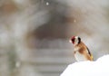 European Goldfinch In Winter Royalty Free Stock Photo