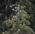 European goldfinches (Carduelis carduelis) and common redpolls (Acanthis flammea) sitting in spruce