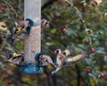 Goldfinches on a bird feeder Royalty Free Stock Photo