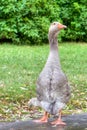 European Goose with gosling, alert position