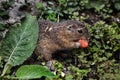 European gopher eats carrot 2