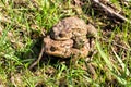 European grass frog copulation close-up Royalty Free Stock Photo