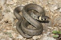 European grass snake (Natrix natrix) juvenil Royalty Free Stock Photo