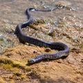 European Grass Snake