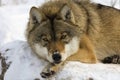 European gray wolf Royalty Free Stock Photo