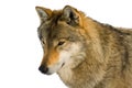 European gray wolf Royalty Free Stock Photo