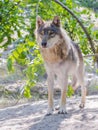 European gray wolf (Canis lupus) Royalty Free Stock Photo