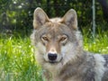 European gray wolf (Canis lupus lupus)