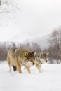 European Gray Wolf Royalty Free Stock Photo