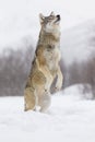 European Gray Wolf Royalty Free Stock Photo