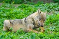 European gray wolf eats meat in a natural environment in the forest