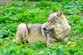 European gray wolf eats meat in a natural environment in the forest