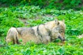 European gray wolf eats meat in a natural environment in the forest