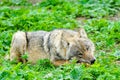 European gray wolf eats meat in a natural environment in the forest