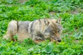 European gray wolf eats meat in a natural environment in the forest