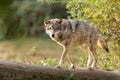 A European gray wolf is in the forest in autumn