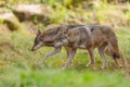 A European gray wolf is in the forest in autumn Royalty Free Stock Photo