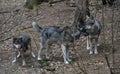 European Gray Wolf Pack in the Landscape of Lower Saxony