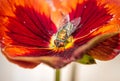 European Green blowfly lucilia sericata sitting on a red and orange pansy flower Royalty Free Stock Photo