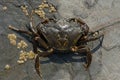 European Green Crab Carcinus maenas