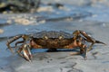 European Green Crab Carcinus maenas Royalty Free Stock Photo