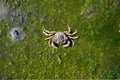 European green crab (Carcinus maenas), Wadden Sea, North Sea, Wattenmeer National Park,Germany