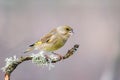 European Green finch Carduelis chloris sitting on a beautiful stick with moss Royalty Free Stock Photo