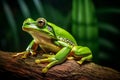 European green frog on branch