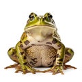 European green frog, Rana temporaria, isolated on white background