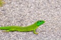 European green lizard